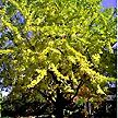 PHOTO: gingko