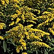 PHOTO: goldenrod