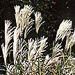 PHOTO: gras