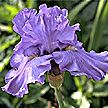 PHOTO: iris