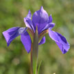 PHOTO: iris siberica