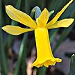 PHOTO: narcissus