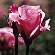 PHOTO: rose