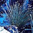 PHOTO: scirpus