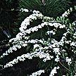 PHOTO: spirea
