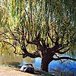 PHOTO: willow