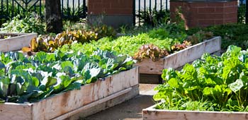 PHOTO: Neighborhood Gardens
