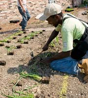 PHOTO: Planting Seed Garden