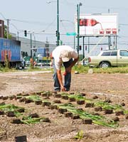 PHOTO: Native Seed Garden