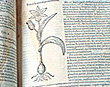 PHOTO: rare botanical book