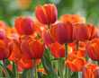 PHOTO: tulips