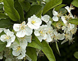 PHOTO: crabapple in bloom