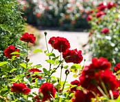 PHOTO: Rose Garden