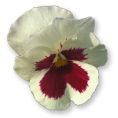 PHOTO: pansy