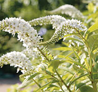 PHOTO: black cohosh