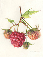 PHOTO: "Raspberries" by Denise Walser-Kolar