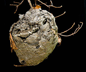 PHOTO: paper wasp nest