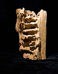 PHOTO: insect nest