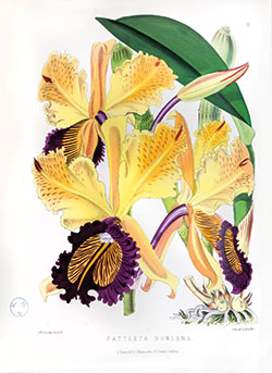 PHOTO: Rare book images of orchid.