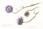 PHOTO: Student Botanical Art Exhibit