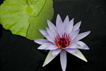 PHOTO: Waterlily by Ingold