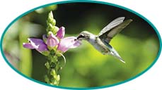 PHOTO: hummingbird