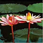 PHOTOS: animation of different garden views.