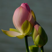 PHOTO: aquatic garden