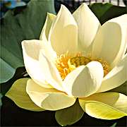 PHOTO: aquatic garden