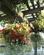 PHOTO: bulb garden