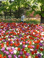 PHOTO: tulips in bulb garden
