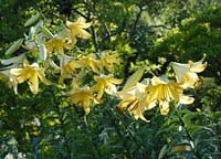 PHOTO: bulb garden