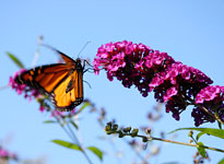 PHOTO: Butterfly on Butterflyweed
