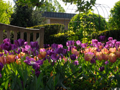 PHOTO: circle garden