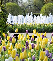 PHOTO: tulips