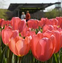 PHOTO: circle garden