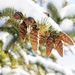 PHOTO: pinecones in winter