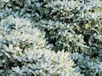 PHOTO: blue conifer