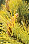 PHOTO: yellow conifer