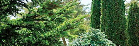 PHOTO: dwarf conifer forms