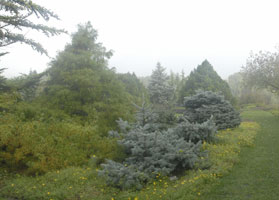PHOTO: dwarf conifer garden