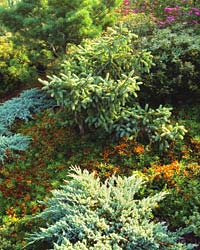PHOTO: dwarf conifer