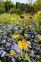 PHOTO: english oak meadow