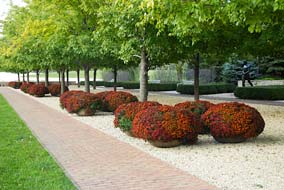 PHOTO: fall mums