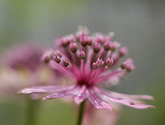 PHOTO: shade plant evaluation garden