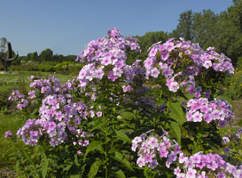 PHOTO: sun plant evaluation garden