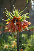 PHOTO: english walled garden