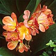 PHOTO: greenhouse blooms