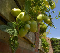 PHOTO: fruit and vegetable garden
