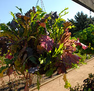 PHOTO: fruit and vegetable garden